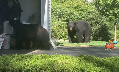 bears-garage.jpg