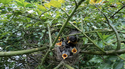 robins-nest22.jpg