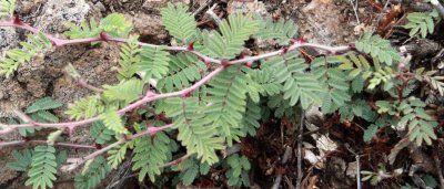 Cat-claw Mimosa