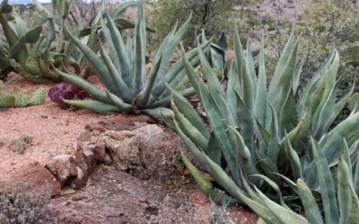 Agaves and Opuntias