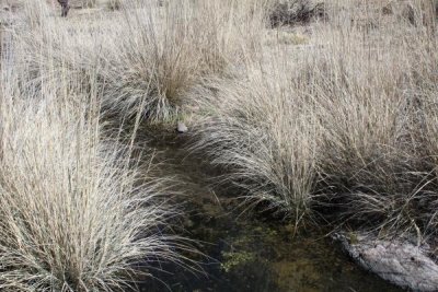 Grasses Along Road Creek