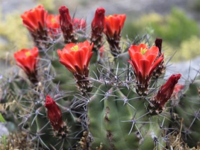 Claret Cup, Echinocereus triglochidiatus