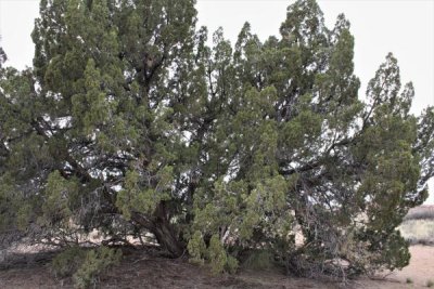 A One-Seeded Juniper