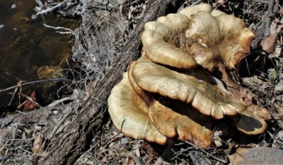 Fungus on S. Saint Vrain River