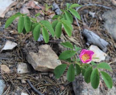 A Rosa, probably woodsii