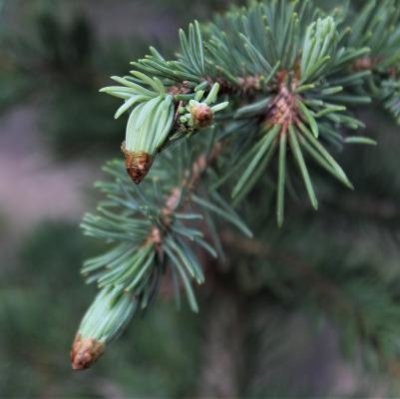 Spruce Leaf Bud Sheaths