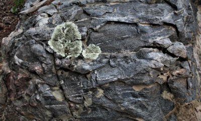 Lichen on a Boulder