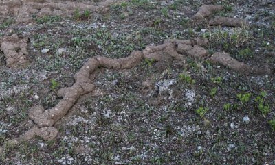 Winter's Rodent Burrows