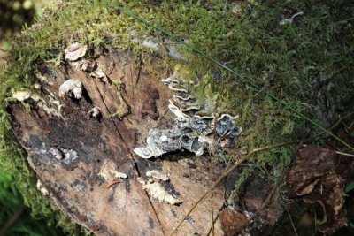 Fungi and Lichen at Jedediah Smith State Park