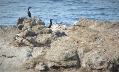 Cormorants at Yaquina