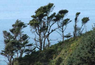 Shore Pines, Cape Perpetua