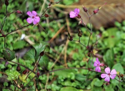 An Erodium, or Crane's Bill