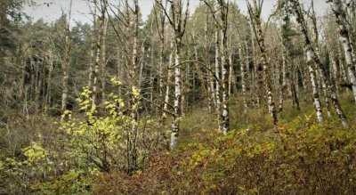 An Alder-Clothed Hillside