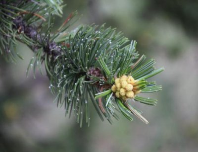 Male Cones, Bristlecone Pine