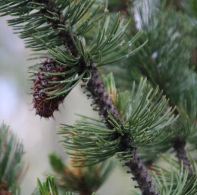 Pinus aristata, Bristlecone Pine