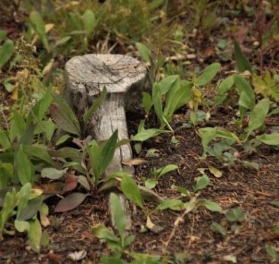 Stump Masquerading as Mushroom