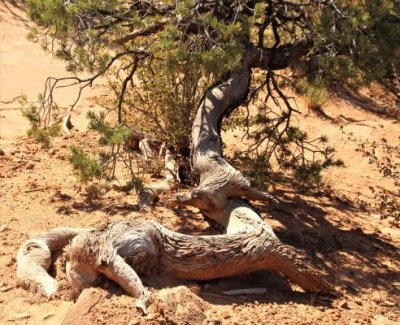 Pinyon Pine and its Roots