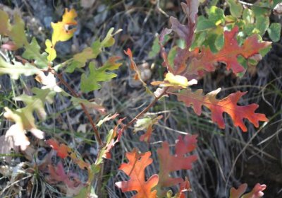 Gambel Oak