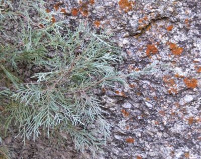 Rocky Mountain Juniper, Juniperus scopulorum