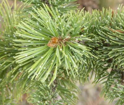Pinus aristata, Rocky Mountain Bristlecone Pine