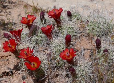 Claret Cup