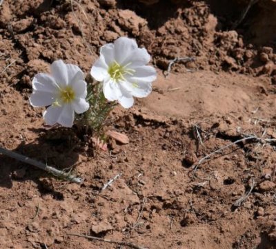 An evening-primrose