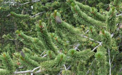 Flourishing Bristlecone Pine