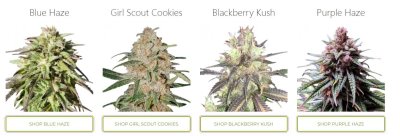 Cannabis seeds