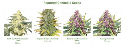 Cannabis seeds