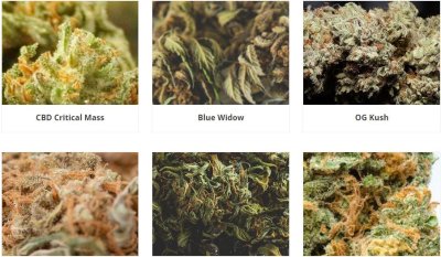 Cannabis seeds