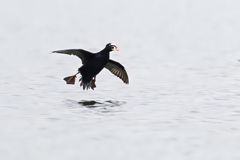 surf scoter 040911_MG_9999