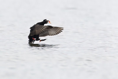 surf scoter 040911_MG_0006