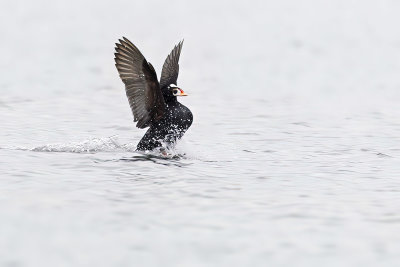 surf scoter 040911_MG_0010