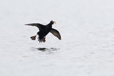 surf scoter 040911_MG_9999