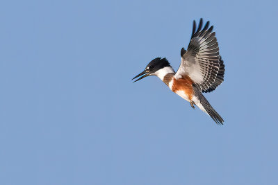 belted kingfisher 081912_MG_5907 