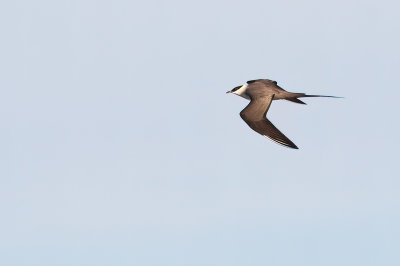 long-tailed jaeger 090312_MG_0405 