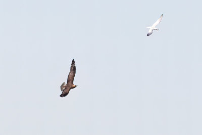 parasitic jaeger and forster's tern 083113_MG_0143 