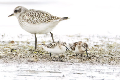 Little Stints 