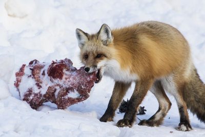 red fox 021719_MG_8449