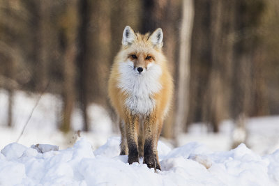 red fox 021719_MG_8465