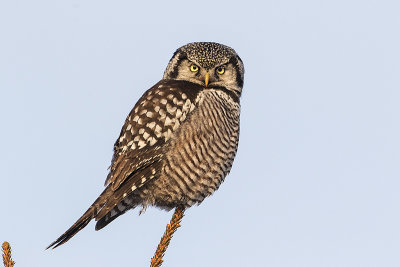 northern hawk owl 021719_MG_8541