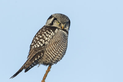 northern hawk owl 021719_MG_8549