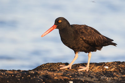 black oystercatcher 042019_MG_1292