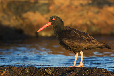 black oystercatcher 042019_MG_1399