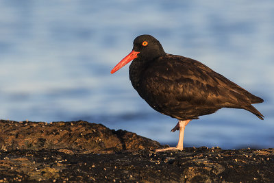 black oystercatcher 042019_MG_1215