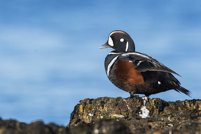 harlequin duck 042019_MG_0965