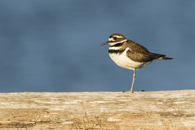 killdeer 041919_MG_0230