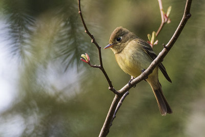 pacific slope flycatcher 042119_MG_1540