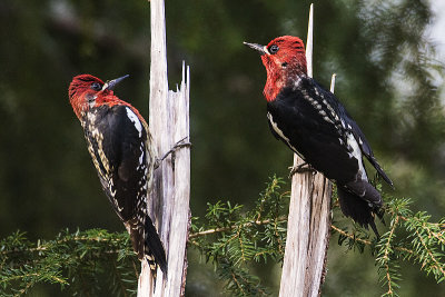 BC Kingfishers & Woodpeckers