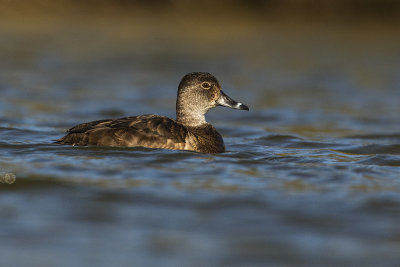 ring-necked duck 042019_MG_0526